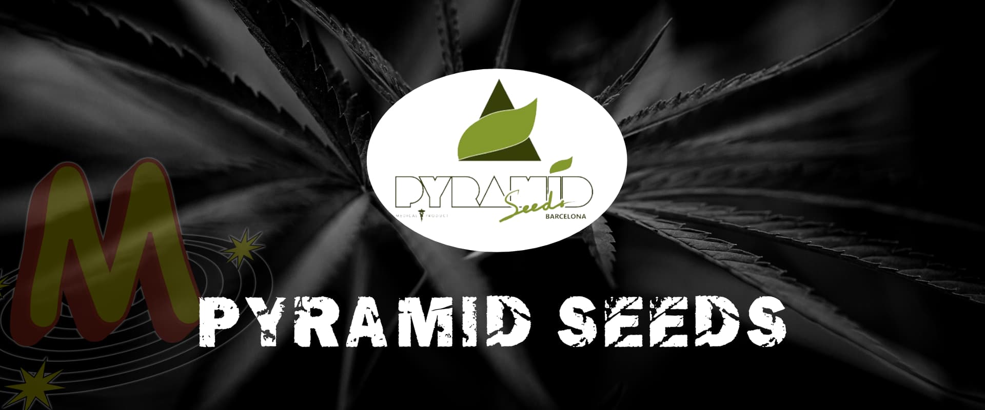 Pyramid Seeds Banner