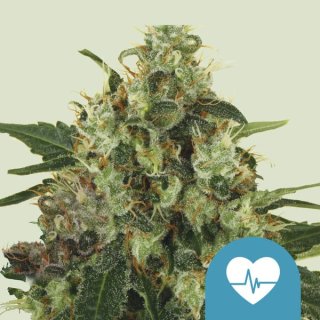 Royal Queen Seeds Medical Mass female 5er