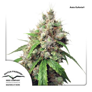 Dutch Passion Auto Euforia autofem 7er