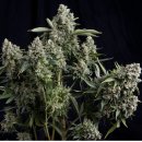 Pyramid Seeds Tutankhamon female 3er