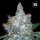 Bulkseedbank BLUEBERRY BERRY AUTO