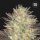 Bulkseedbank LAVENDER BEST AUTO
