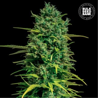 Bulkseedbank TROPICAL COCONUT AUTO
