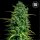 Bulkseedbank TROPICAL COCONUT AUTO