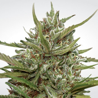 Paradise Seeds Auto White Berry autofem 10er