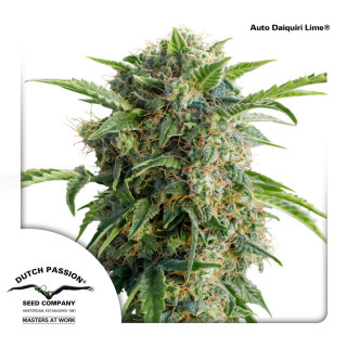 Dutch Passion Auto Daiquiri Lime autofem 3er