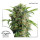 Dutch Passion Auto Daiquiri Lime autofem 3er