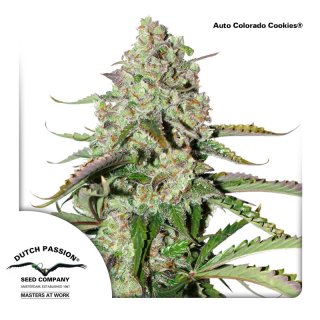 Dutch Passion Auto Colorado Cookies autofem 3er