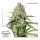 Dutch Passion Auto Colorado Cookies autofem 3er