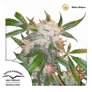 Dutch Passion White Widow female 3er