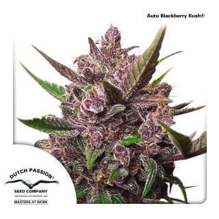Dutch Passion Auto Blackberry Kush autofem 7er
