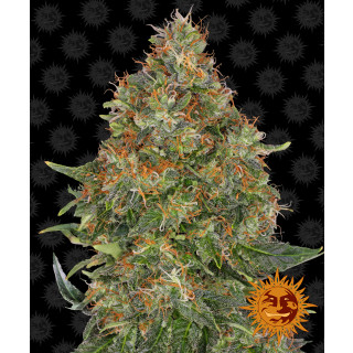 Barneys Farm Pineapple Express autofem 3er