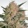Paradise Seeds Nebula II CBD female 10er