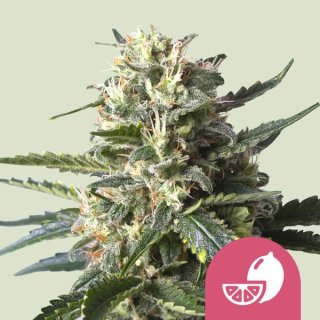 Royal Queen Seeds Lemon Shining Silver Haze female 5er