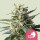 Royal Queen Seeds Lemon Shining Silver Haze female 5er