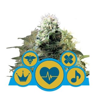 Royal Queen Seeds CBD Mix female 5er