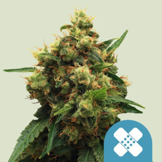 Royal Queen Seeds Painkiller XL female 5er
