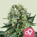 Royal Queen Seeds Bubble Kush female 5er
