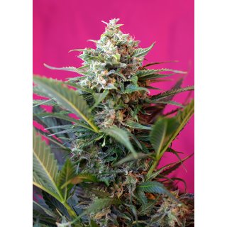 Sweet Seeds Big Devil XL autofem 3er