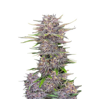 Fast Buds Banana Purple Punch autofem 5er