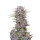 Fast Buds Banana Purple Punch autofem 5er
