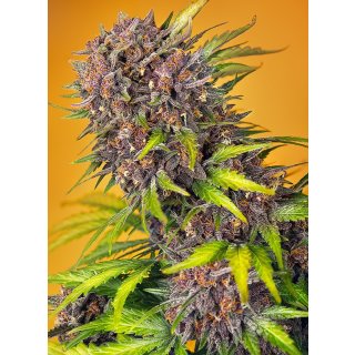 Sweet Seeds Diablo Rojo XL autofem 3er