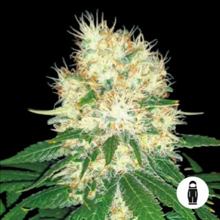 Cosmicrootz -Dome-Crusher*C77