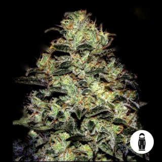Cosmicrootz -Big!*D-SplashFantom