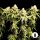 Cosmicrootz -Moonraker-Z9XL Auto