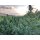 Growers Choice Blue Forest Berry