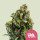 Royal Queen Seeds Candy Kush Express Fast Version female 10er