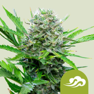 Royal Queen Seeds Royal Bluematic autofem 3er
