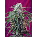 Sweet Seeds Green Poison autofem 5er
