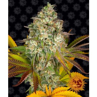 Barneys Farm Cookies Kush Auto