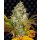 Barneys Farm Cookies Kush Auto