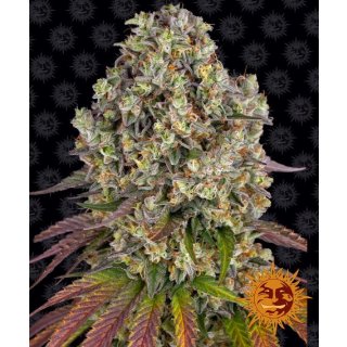 Barneys Farm Sour Diesel