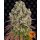 Barneys Farm Sour Diesel