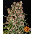 Barneys Farm GMO autofem 5er