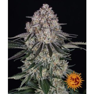 Barneys Farm Sour Diesel Auto