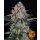 Barneys Farm Sour Diesel Auto