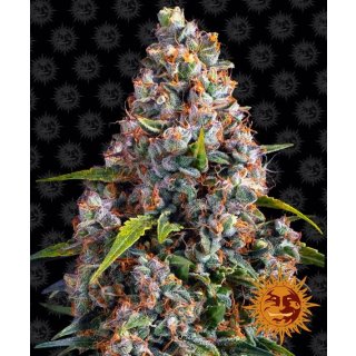 Barneys Farm Strawberry Cheesecake autofem 3er