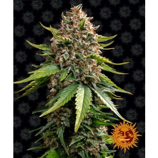 Barneys Farm White Widow XXL Auto