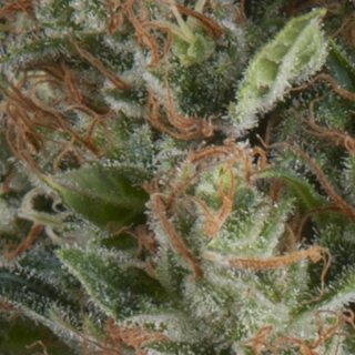 Pyramid Seeds Auto Wembley autofem 5er