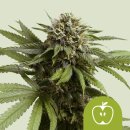 Royal Queen Seeds Apple Fritter Automatic