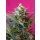Sweet Seeds Big Devil XL autofem 5er