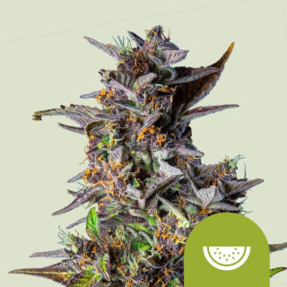 Royal Queen Seeds Watermelon autofem 3er