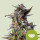 Royal Queen Seeds Watermelon autofem 3er