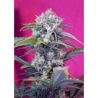 Sweet Seeds Cream Mandarine autofem 3er