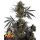 Fast Buds Pound Cake Auto