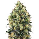 Sensi Seeds Super Skunk autofem 10er